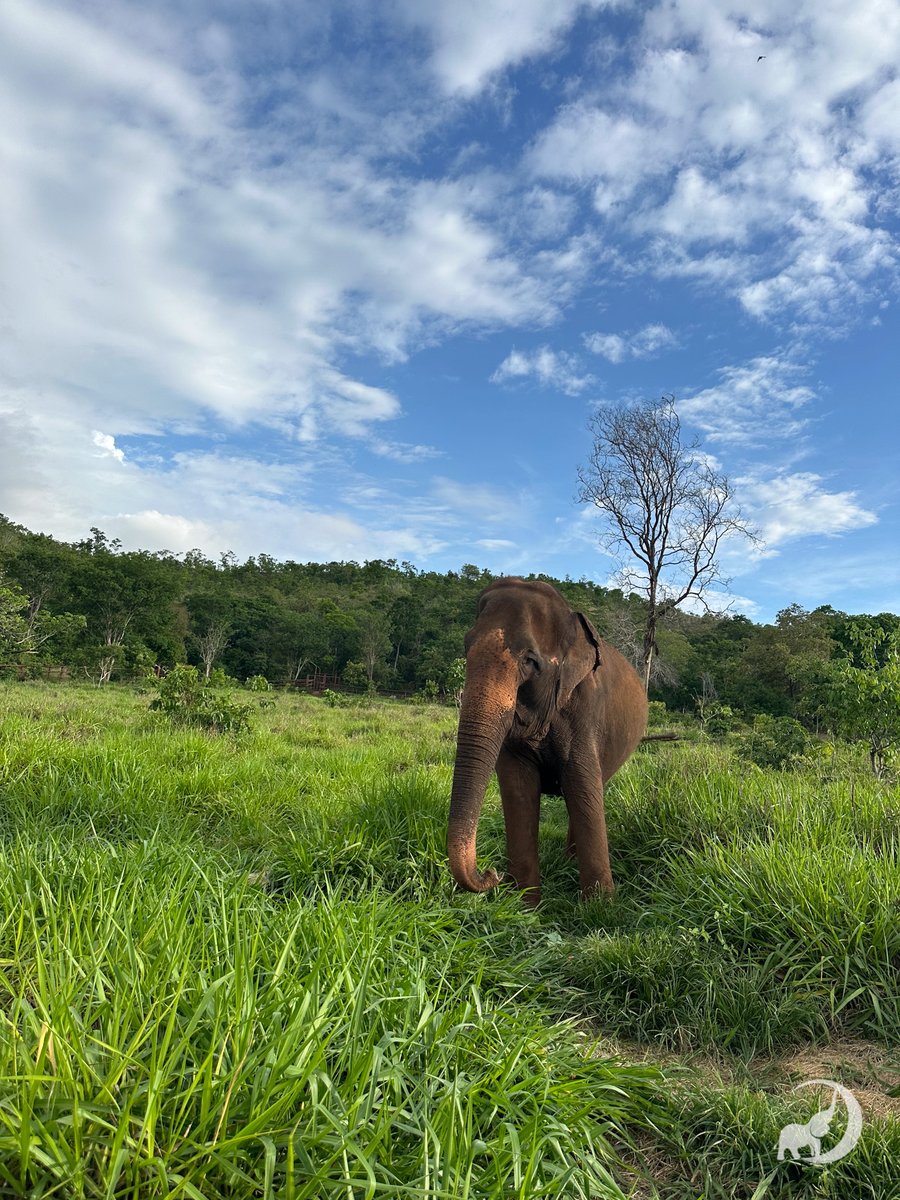 Global Sanctuary for Elephants tweet media