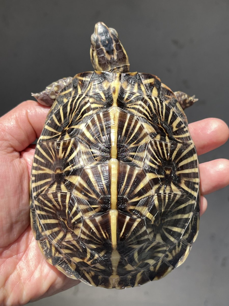 フロリダハコガメ

メニーラインタイプ

自然光をあてて撮影✨

黄色みが少しづつ出てきた🟡

#フロリダハコガメ
#ハコガメ
#アメハコ
#Terrapenecarolinabauri
#FrolidaBoxTurtle