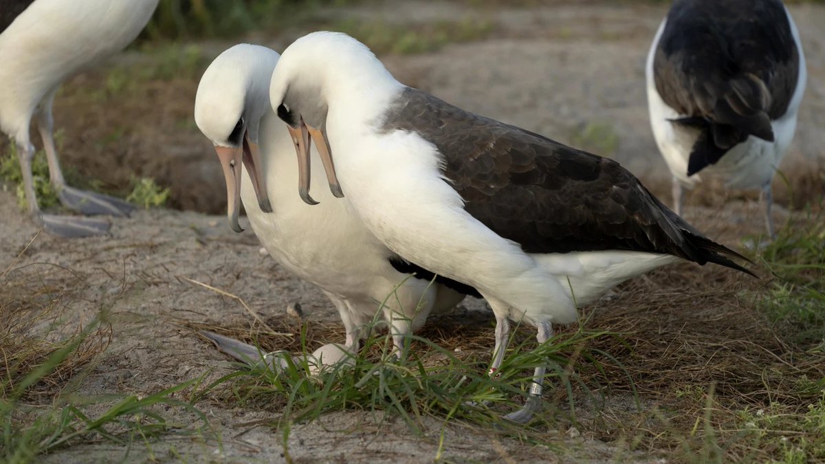 World's oldest-known albatross lays an egg in Hawaii at age 74
news.cgtn.com/news/2024-12-0…