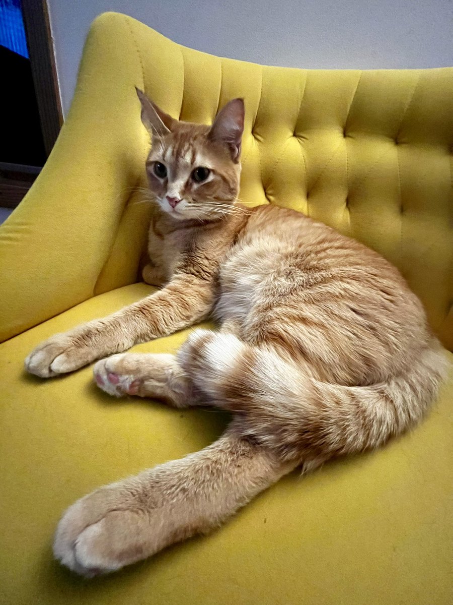 Adam Jukkola (@jukkaloop) on Twitter photo Hey <a href="/CiampaWWE/">Madman Ciampa</a> , I know you’ve been grumpy a lot lately or whatever but I wanted you to know that we named our cat after you. Tommaso is a good boy 🐱. Congrats on the tag title win tonight here in Minneapolis! Cheers! Hey <a href="/CiampaWWE/">Madman Ciampa</a> , I know you’ve been grumpy a lot lately or whatever but I wanted you to know that we named our cat after you. Tommaso is a good boy 🐱. Congrats on the tag title win tonight here in Minneapolis! Cheers!