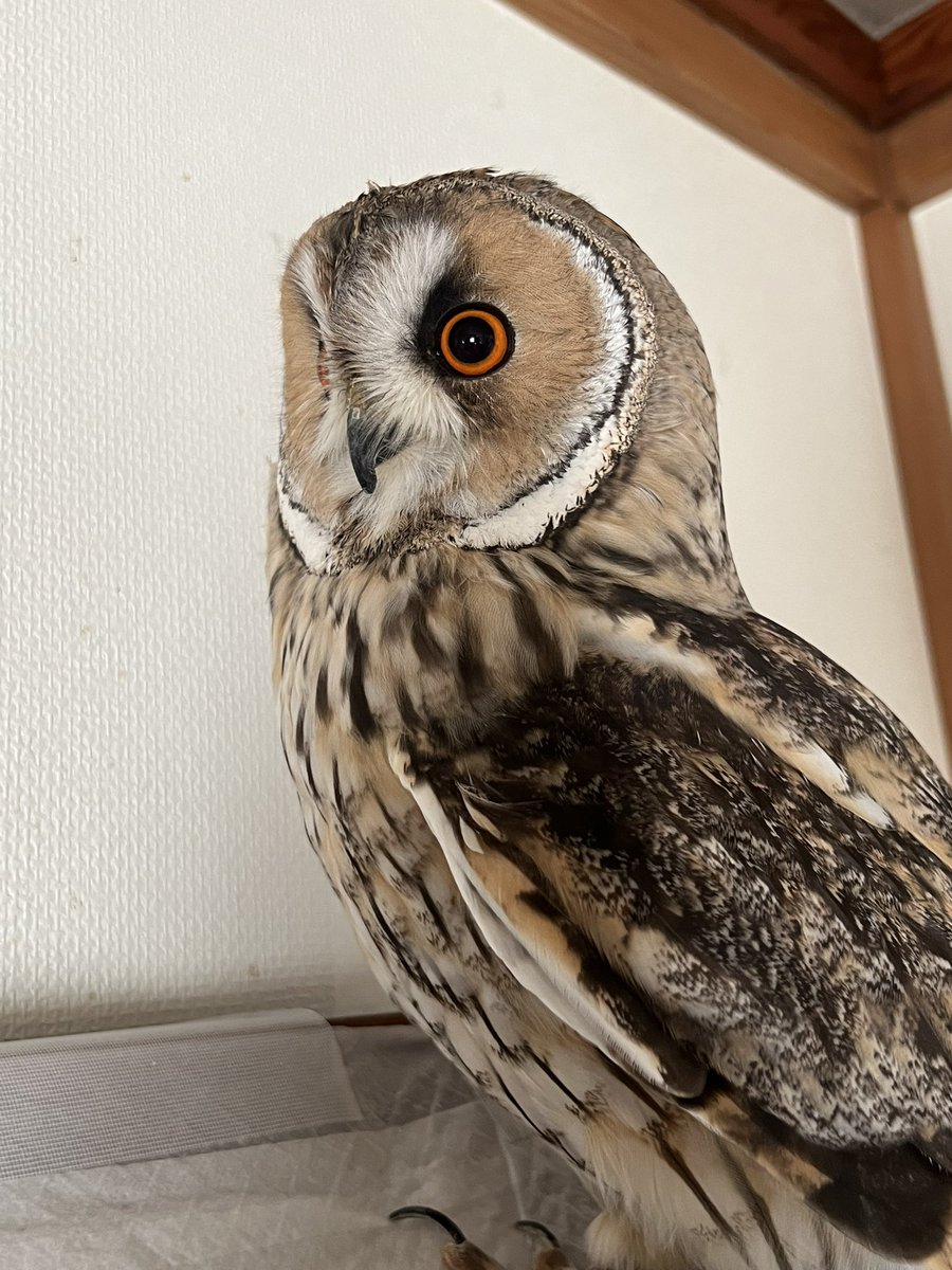 メンテナンスお疲れぷくちゃん