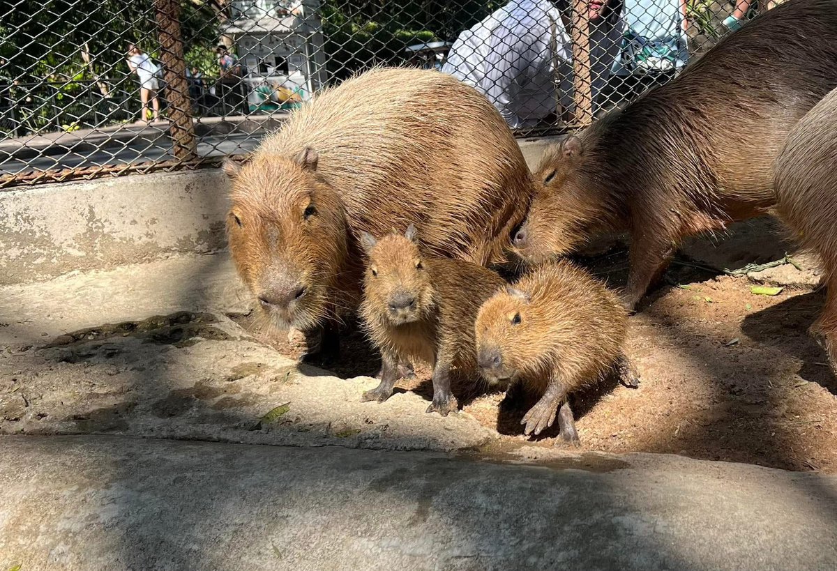 kapiplaracto's tweet photo. His name isn’t Shrimp. The word “Shrimp” in Thai is “กุ้ง.” Actually, his name is $Kapi Plara, which sounds similar to Capybara. Someone copied us by translating the Thai name into English using Google Translate. In Thai, it’s written as “กะปิ,” which translates to “Shrimp Paste” in English 

Actually, his name is $KAPI