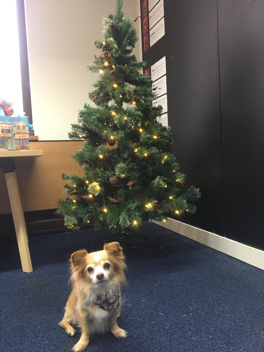 Smol doggo is festive.