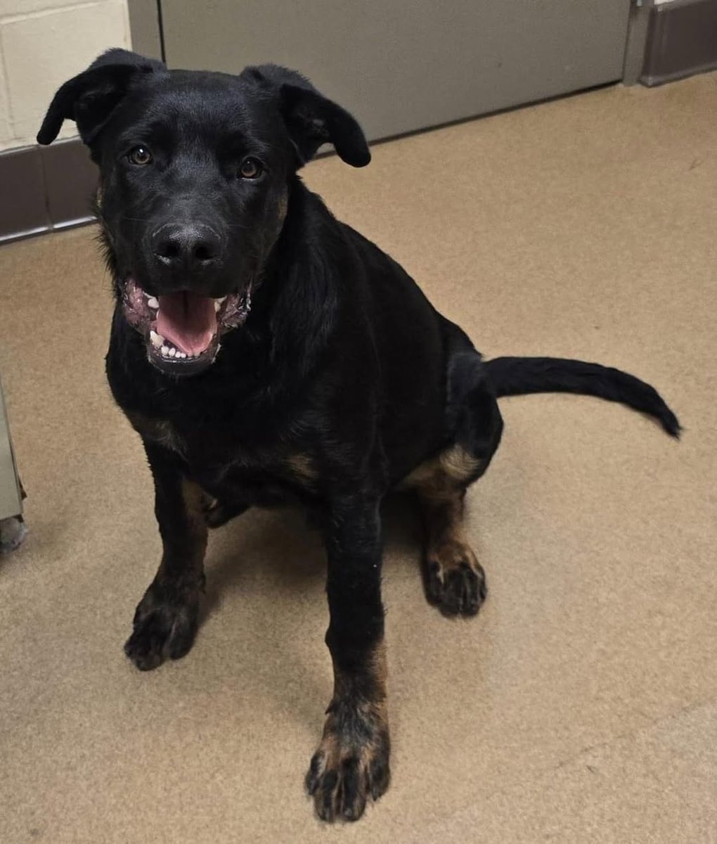 TomJumboGrumbo's tweet photo. With the kindest face, you can see what a great dog Fubo #247262 will be. Eight years old and he's not ready to die. He's "pending euthanasia" in deadly Apple Valley CA and is desperate for a family who will love and keep him safe until the very end. Please repost/share and pledge if you're able, email keitholbermanndogs@gmail.com if you can help him. Thank you.
https://t.co/zXgfEyI5QA