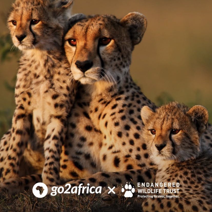 Final call for bids: charityauction.bid/go2africa

You could grab an adventure to Antarctica, Tanzania, Botswana, Zimbabwe or South Africa!

…and all in support of <a href="/TheEWT/">Endangered Wildlife Trust</a> 💚