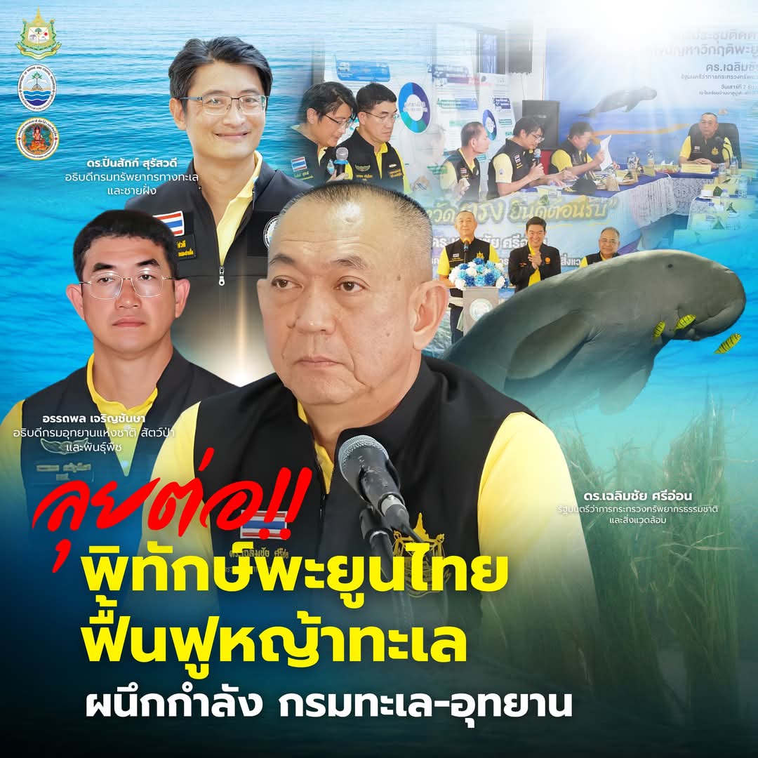 TorPRDP's tweet photo. ผนึกกำลัง กรมทะเลฯ-กรมอุทยานฯ ร่วมมือเครือข่าย แก้วิกฤตพะยูนเกยตื้น เร่งฟื้นฟูหญ้าทะเล เมืองตรัง เตรียมตั้งศปก.ร่วมพิทักษ์พะยูน-ของบฯกลางปี 68 วงเงิน 615 ล้านบาท เพื่อสร้างกิจกรรมอนุรักษ์พะยูน-แหล่งหญ้าทะเล https://t.co/bTJWClDCXs
