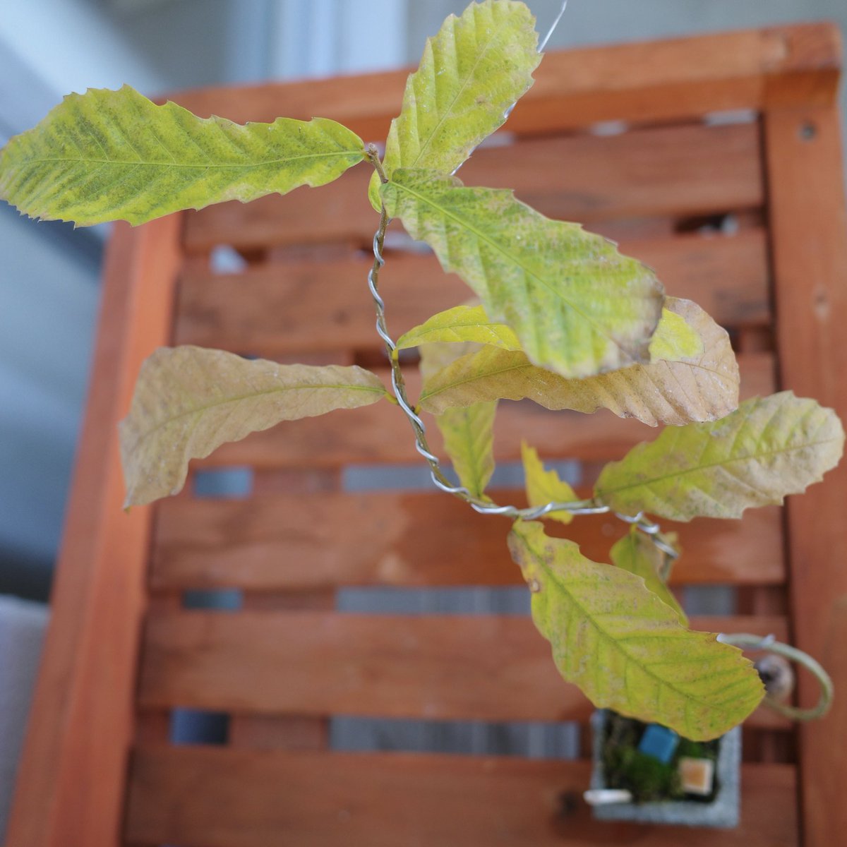 UG_TinyLab's tweet photo. 個体差は、ありますが紅葉しました🍁
#gardenshour #GardenersWorld #smalltrees #dwarftrees #GardeningTwitter #acorn #ドングリ #oak #bonsai #紅葉 https://t.co/P4Jzse0kvn