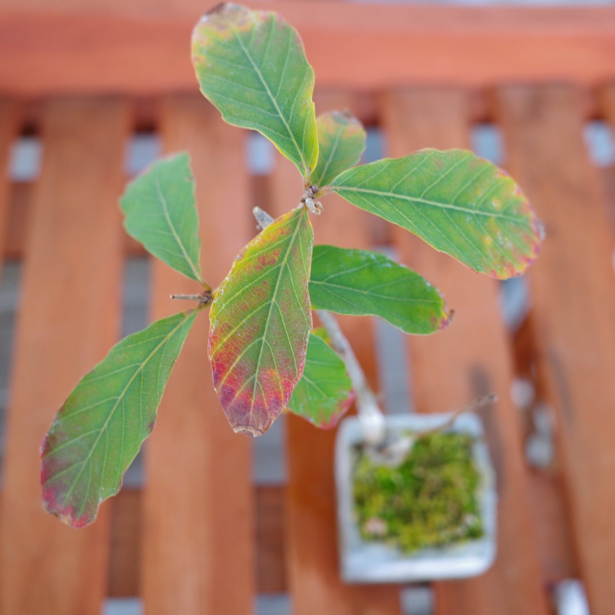 UG_TinyLab's tweet photo. 個体差は、ありますが紅葉しました🍁
#gardenshour #GardenersWorld #smalltrees #dwarftrees #GardeningTwitter #acorn #ドングリ #oak #bonsai #紅葉 https://t.co/P4Jzse0kvn