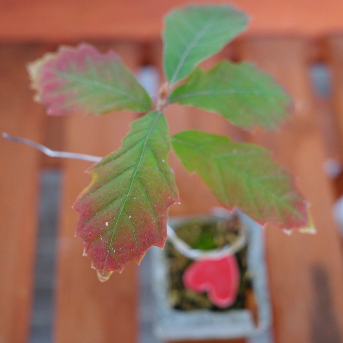 UG_TinyLab's tweet photo. 個体差は、ありますが紅葉しました🍁
#gardenshour #GardenersWorld #smalltrees #dwarftrees #GardeningTwitter #acorn #ドングリ #oak #bonsai #紅葉 https://t.co/P4Jzse0kvn