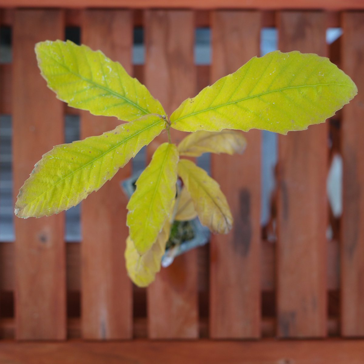 UG_TinyLab's tweet photo. 個体差は、ありますが紅葉しました🍁
#gardenshour #GardenersWorld #smalltrees #dwarftrees #GardeningTwitter #acorn #ドングリ #oak #bonsai #紅葉 https://t.co/P4Jzse0kvn