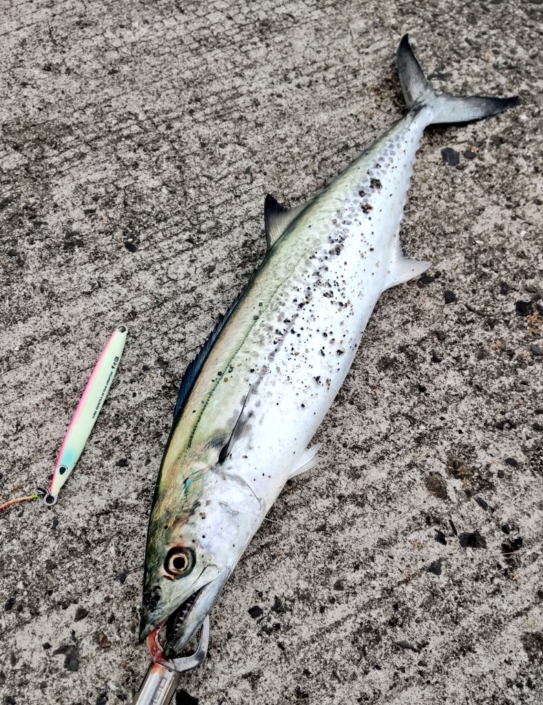 seabassangler2's tweet photo. サゴシ✕2
ワンピッチジャークとミノージャーキングにて
サワラ釣りたい
#サゴシ
#ショアジギング
#青物
#釣り
#撃投ジグ
#ピンクグロー
#bulebule
#ブローウィン140j
#池上ダイヤモンド https://t.co/ddFsVQkYef