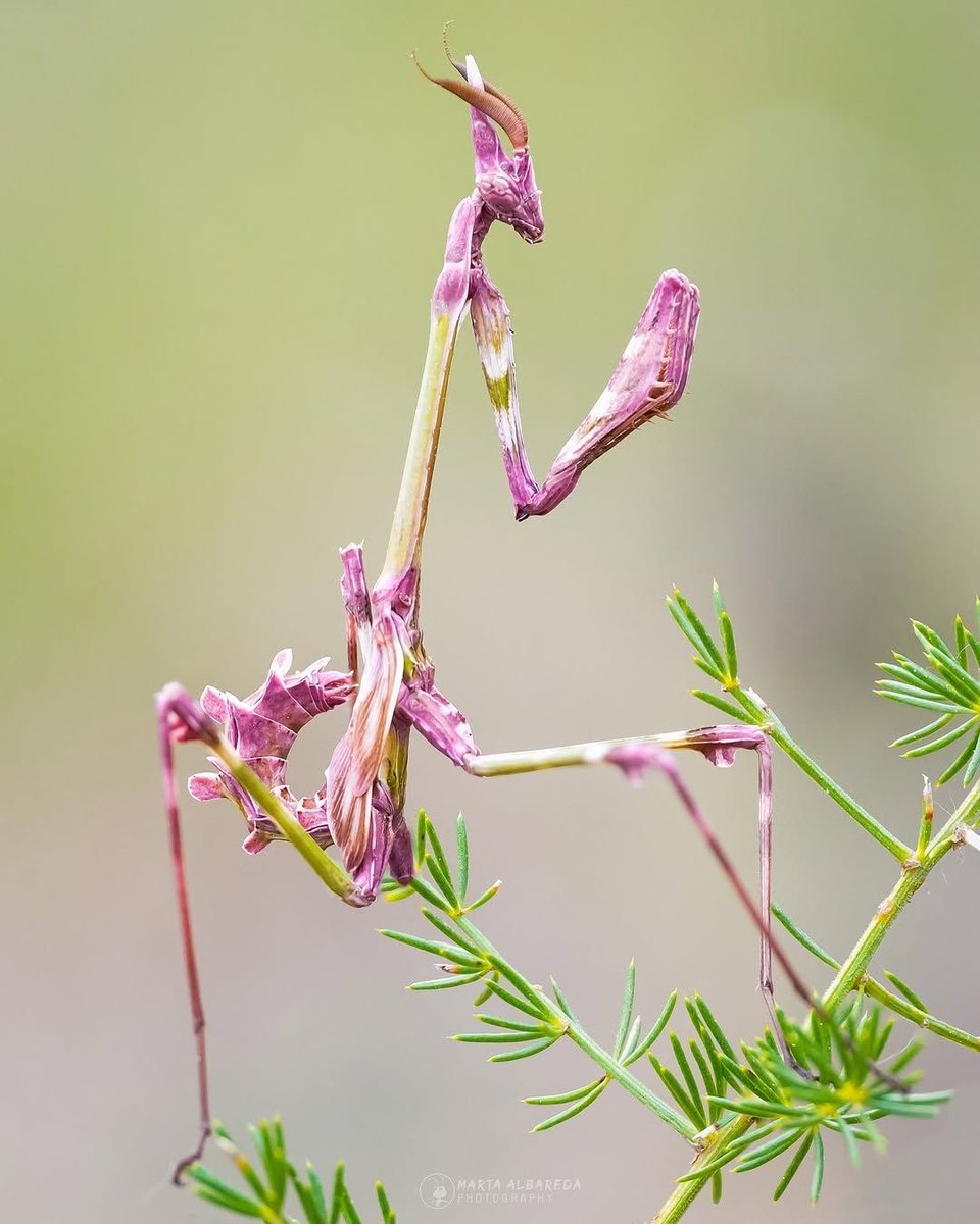 interesting_aIl's tweet photo. A Conehead Praying Mantis is the craziest insect you have seen all day! https://t.co/wTHCt3eTU6