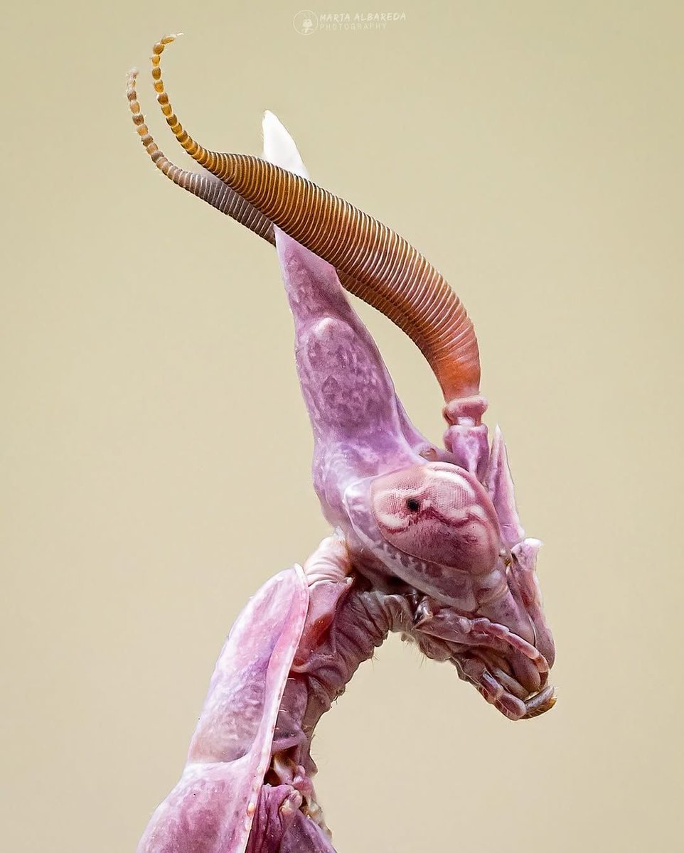 interesting_aIl's tweet photo. A Conehead Praying Mantis is the craziest insect you have seen all day! https://t.co/wTHCt3eTU6