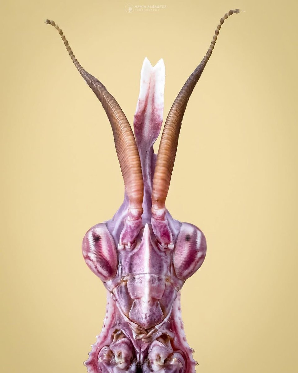 interesting_aIl's tweet photo. A Conehead Praying Mantis is the craziest insect you have seen all day! https://t.co/wTHCt3eTU6