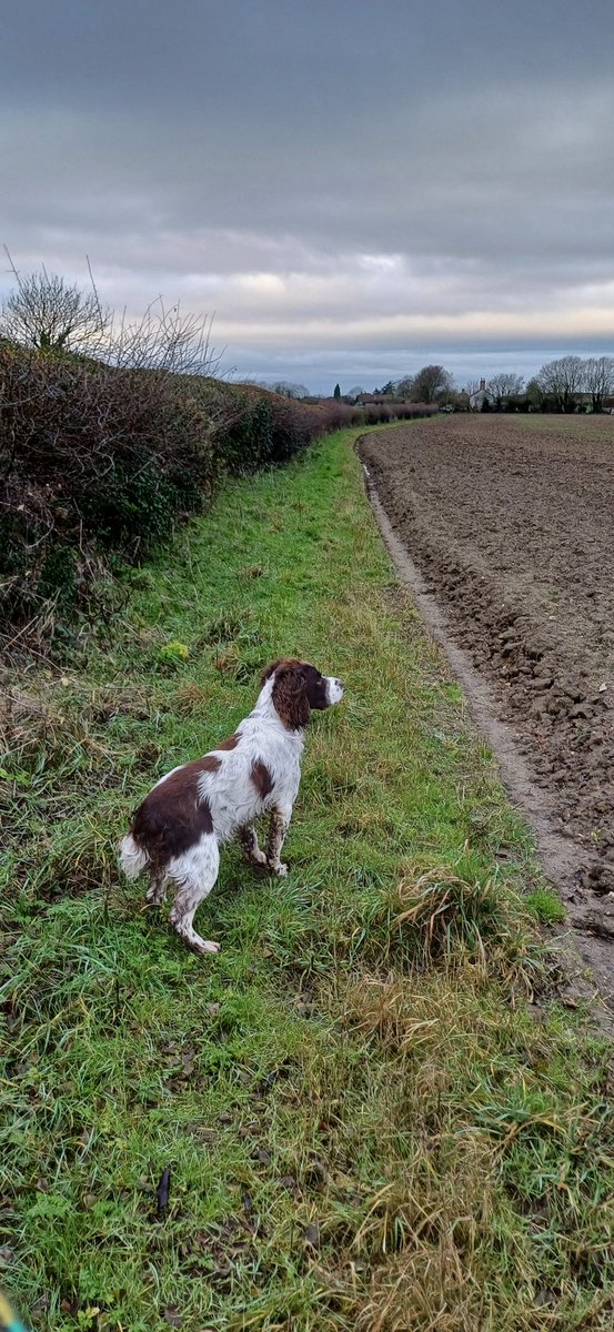 Bestestgundog's tweet image. Watin for the Off..dry so far
#workingDog