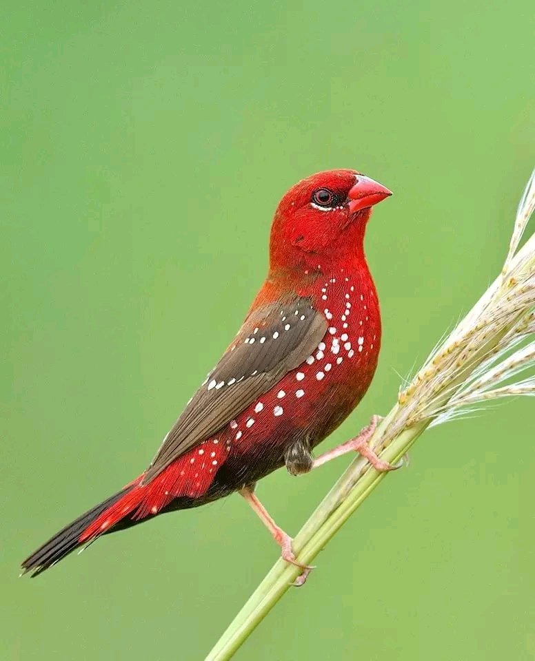 Strawberry Finch  

📸: ananth.ramasamy ©️