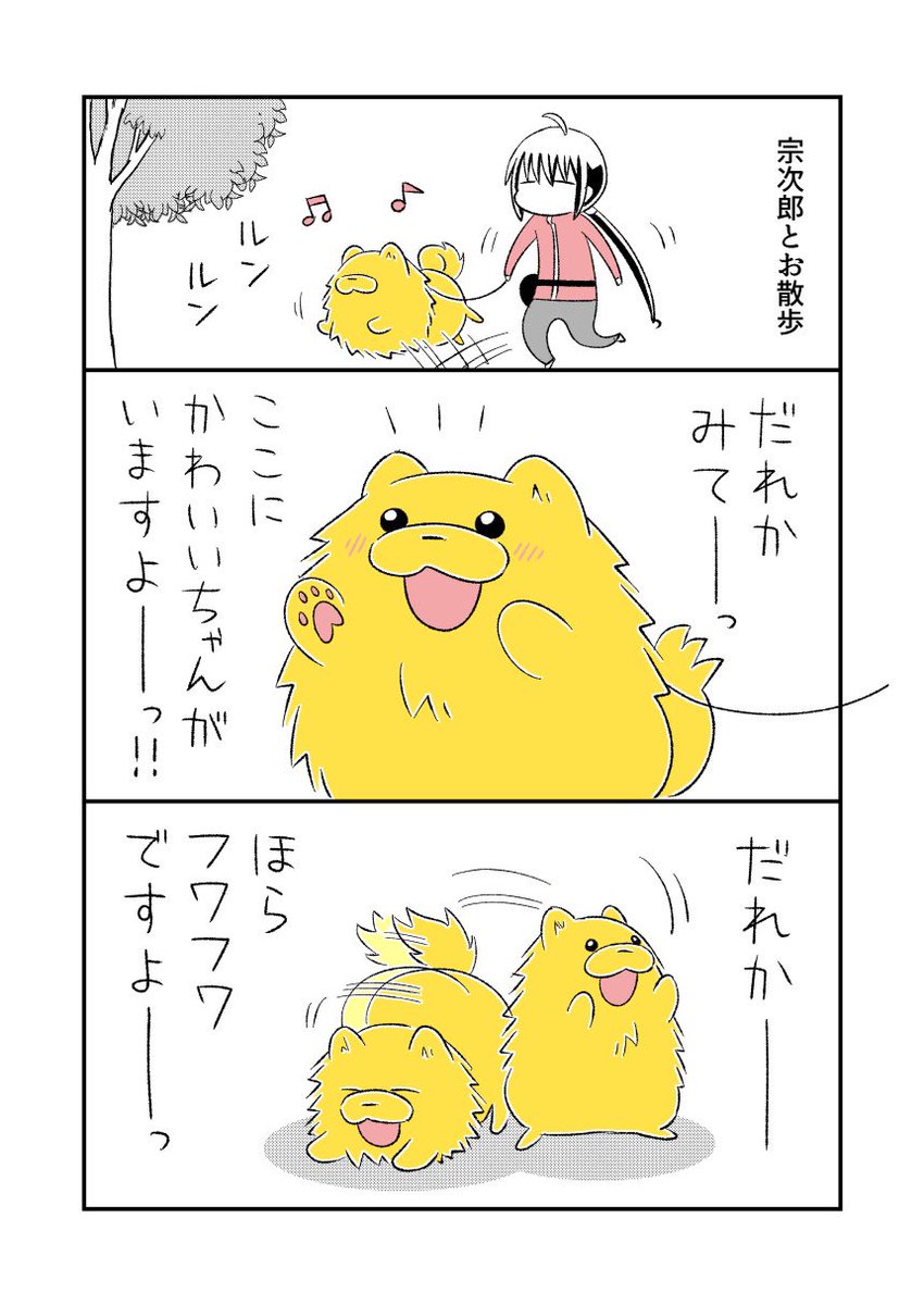 褒められ待ちのポメラニアン。
通りすがりの人からしか得られない栄養分があります。
#宗次郎Jr 