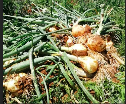 pinkykhoabane's tweet photo. Onion harvest
#GardeningDay #GrowYourFood #MagicofNature #Sustainability https://t.co/igardB1CkI
