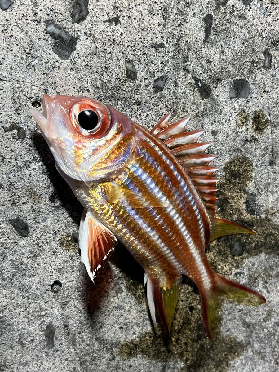 kuririn2008K's tweet photo. 【沖縄本島の部】
微妙な釣果だけど、楽しかったな〜 https://t.co/A48daXLfvm