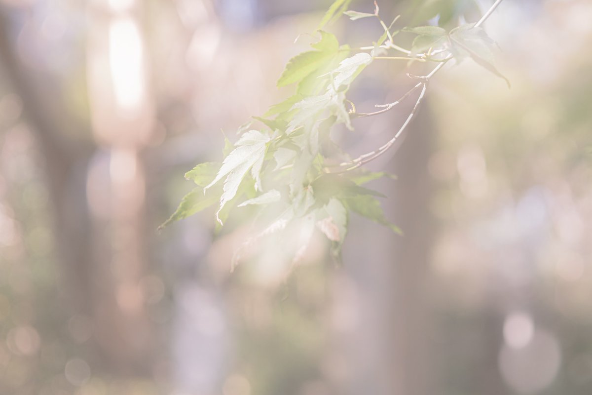 kurobee2707's tweet photo. 青もみじです🔥

#写真好きな人と繋がりたい #写真撮ってる人と繋がりたい #カメラ好きな人と繋がりたい #ファインダー越しの私の世界 #キリトリセカイ #ダレカニミセタイケシキ #tokyocameraclub #IGersJP #ig_japan
#team_jp_ #Lovers_Nippon #art_of_japan_ #bestjapanpics
#love_bestjapan https://t.co/mEJS9nnB8N