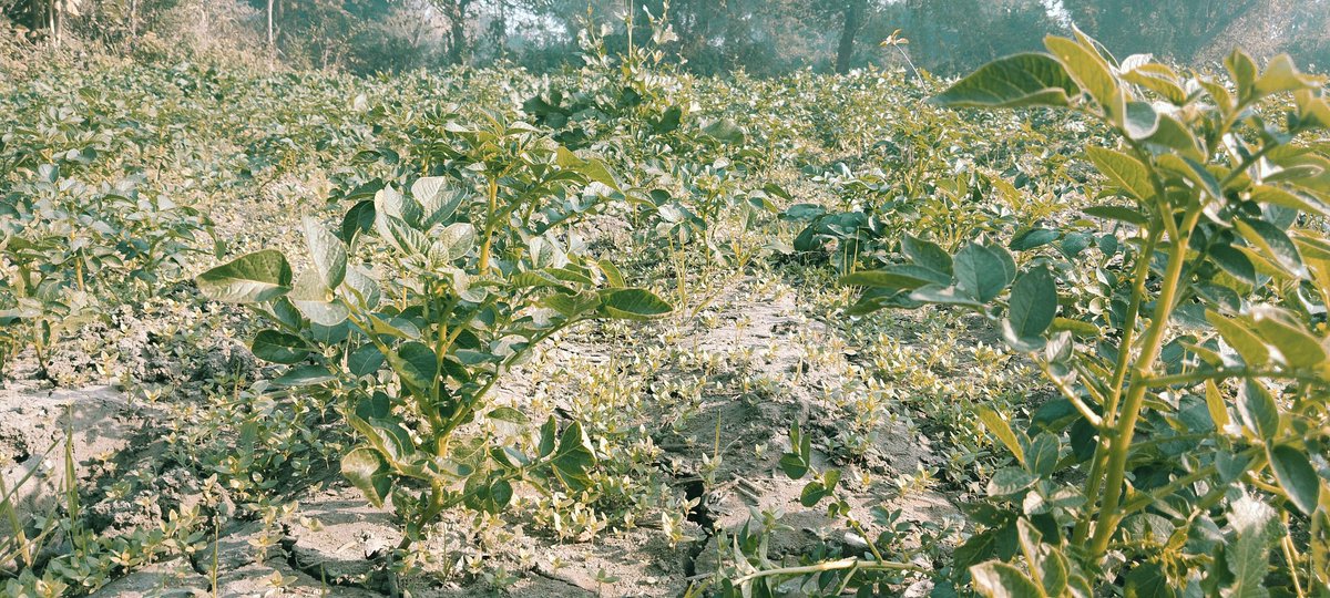 atulya_vikas's tweet image. Agriculture is vital for feeding the world and supporting our economy. 
AT @atulya vikas foundation, we promote sustainable farming for a brighter future. Let’s support agriculture for a better tomorrow.
#AgricultureMatters #SustainableFarming #SupportFarmers #FoodSecurity