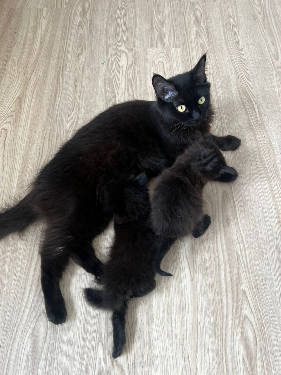 cats_rehome's tweet photo. 📌 Damansara Damai

I ada rescue ibu kucing and anak 2 ekor..

I boleh jaga sementara jee and i nak rehome diorang..

Anak maybe 1 bulan lebih kot..

Ibu dia i akn usaha utk mandulkan utk bakal adopter nt..

0139114863 https://t.co/pO3MYOQRY9