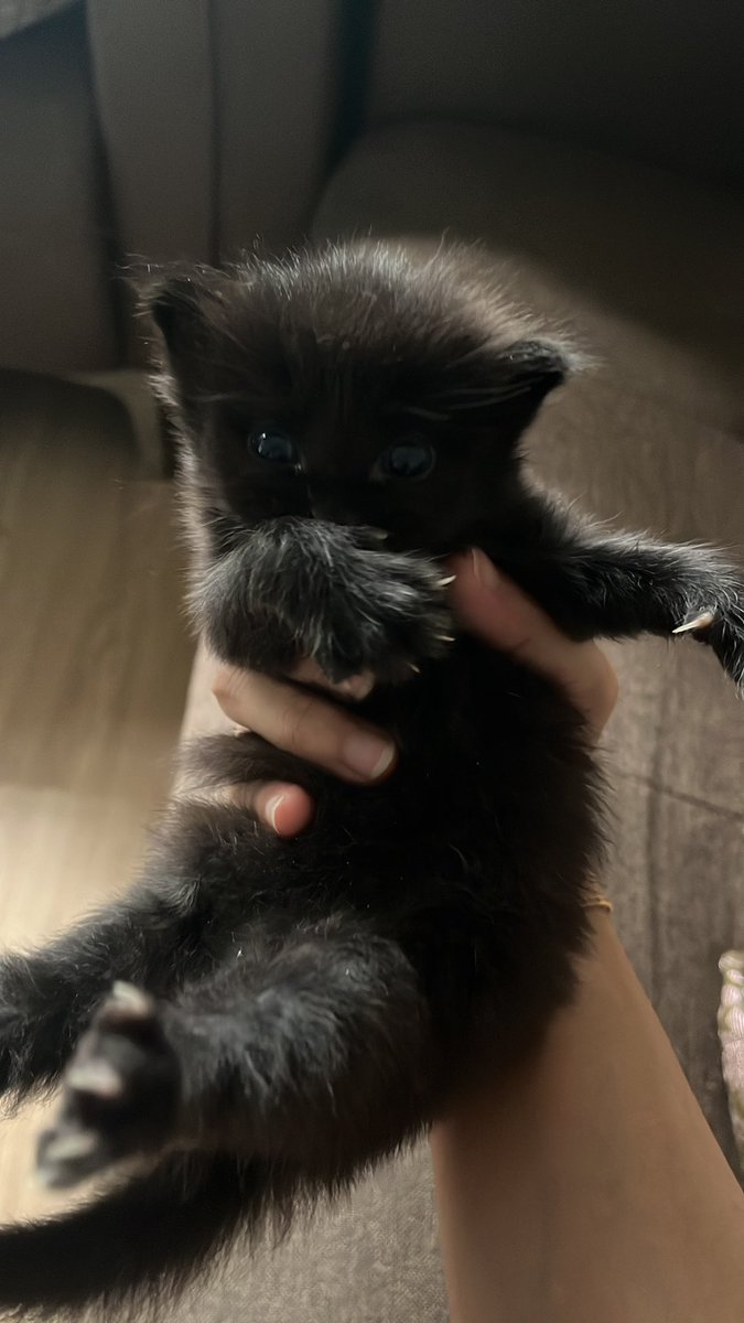 cats_rehome's tweet photo. 📌 Damansara Damai

I ada rescue ibu kucing and anak 2 ekor..

I boleh jaga sementara jee and i nak rehome diorang..

Anak maybe 1 bulan lebih kot..

Ibu dia i akn usaha utk mandulkan utk bakal adopter nt..

0139114863 https://t.co/pO3MYOQRY9