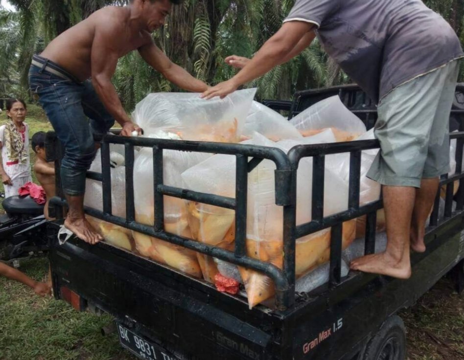 meinitadmk79's tweet photo. Rabu, 27 November 2024
Panen ikan mas di pokdakan Bersinar kelurahan Tong Marimbun kec. Siantar Marimbun
Panen 320kg size 3-4 ekor /kg Harga Rp. 38.000/kg padat tebar 1500ekor.
#LuhkanKotaPematangsiantat
#GiatLuhkanSatminkalMedan
#BPPPSDM. https://t.co/5rijoGHnnv