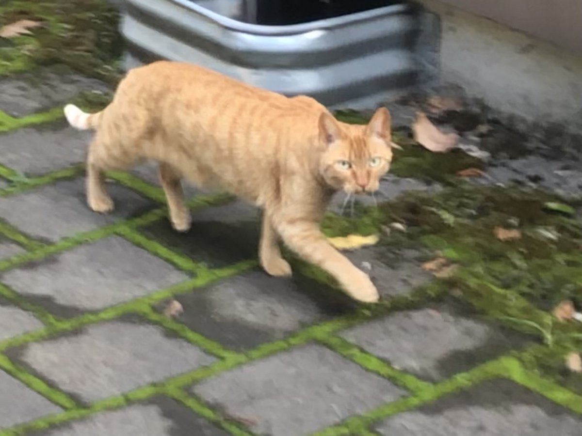 schmamps's tweet photo. Seems there’s still some hope for our sweet Naranjito https://t.co/5HECBoa8jH