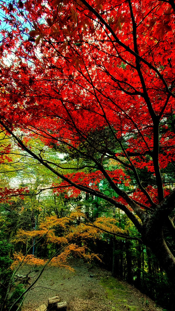 mvkqV4BWpFRLset's tweet image. 🍁紅葉🌲森林浴でのんびり🧒いざ冬の山形🌾庄内へ〜🚙🍃⛄️