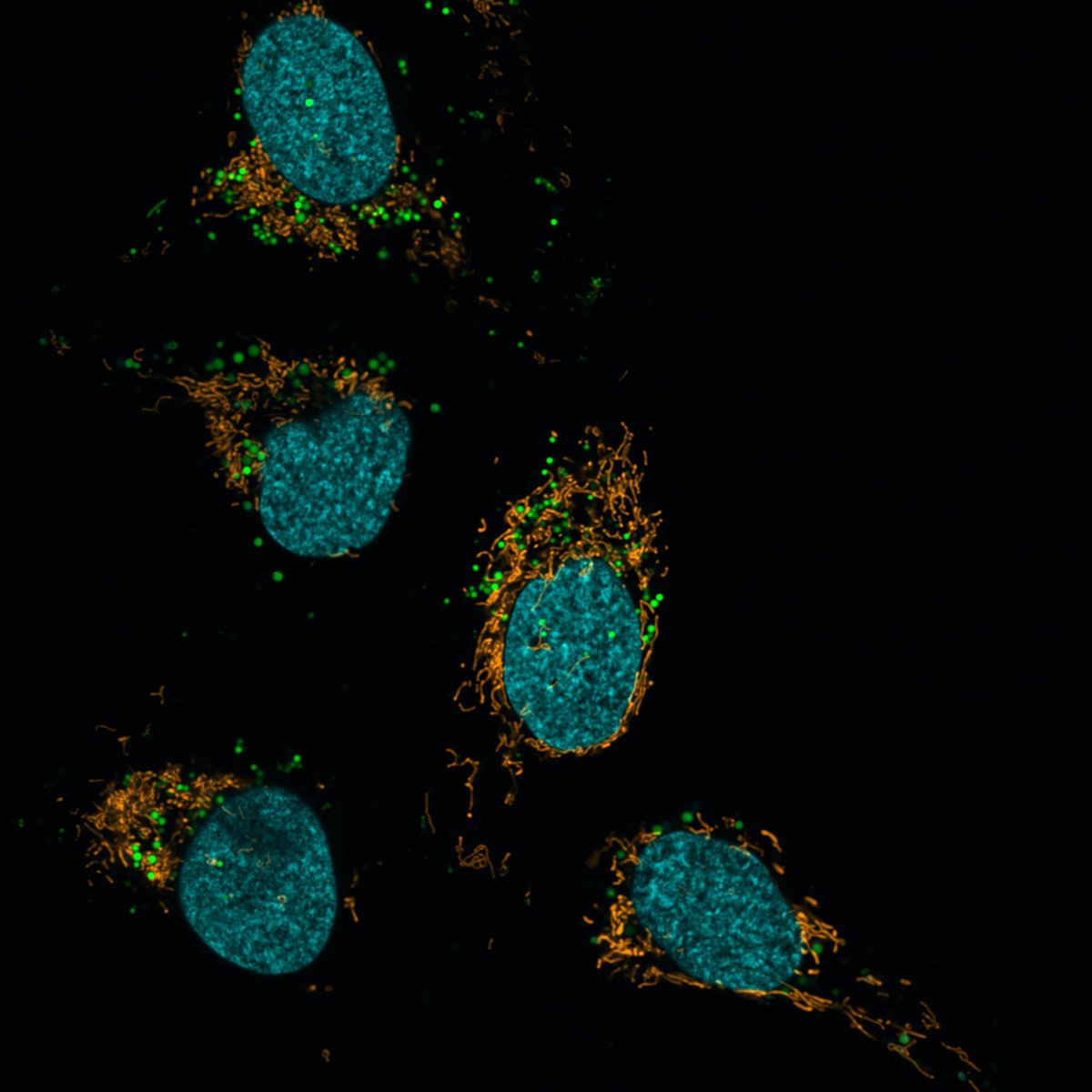 Fluorist's tweet photo. This #FluorescenceFriday we’re launching a new sensor: LysoLight Green. https://t.co/4tHJgafgb4