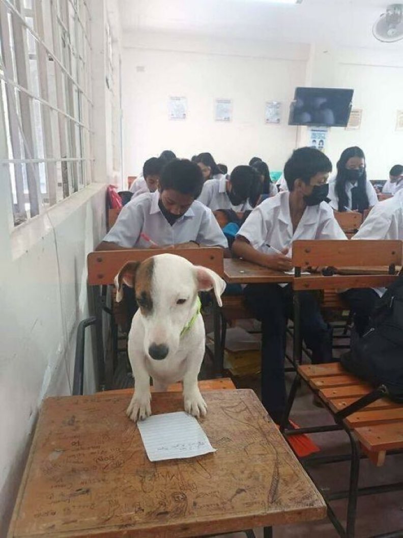 NatureUnveil's tweet photo. Dog: I just wanted to see if they had food. I didn't think they'd make me do schoolwork.🐾 https://t.co/Bm9jmpUsWq