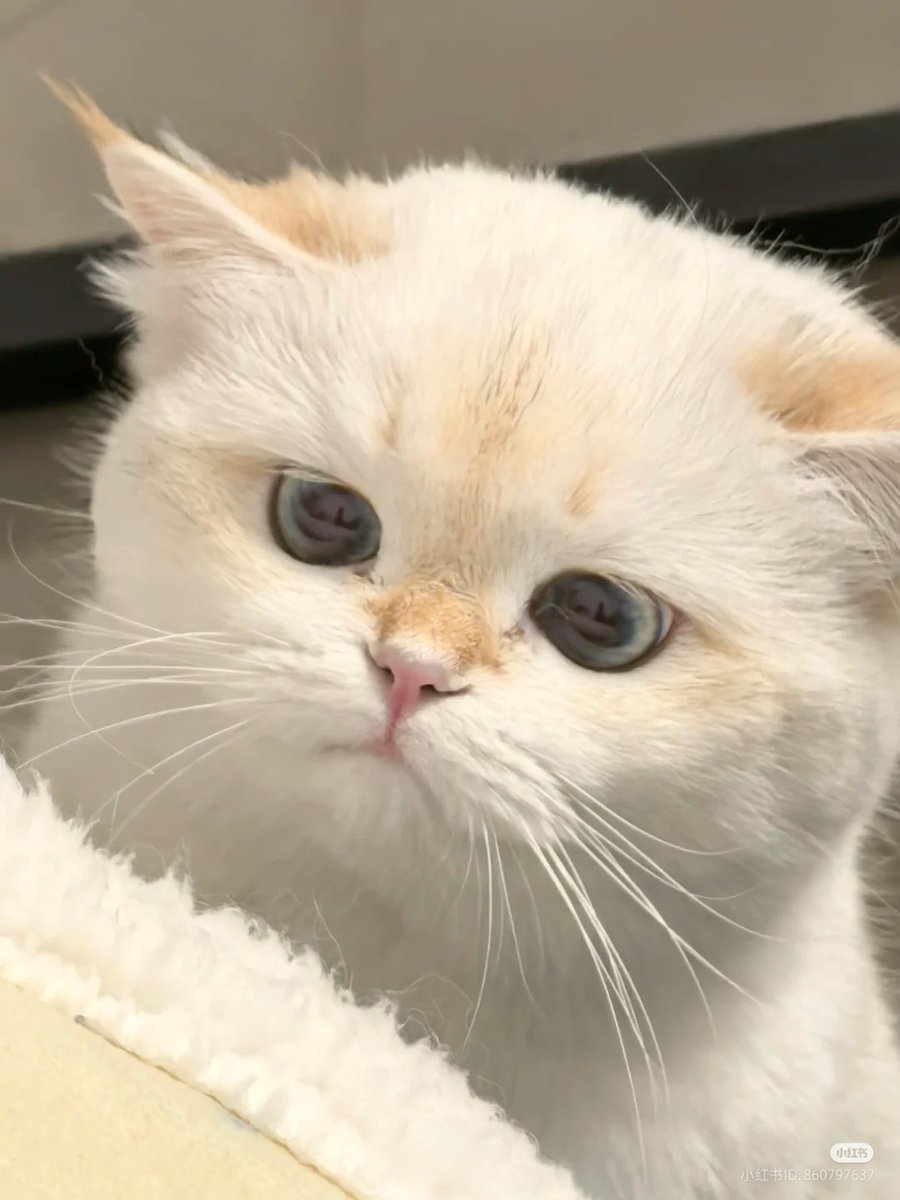 No Context Cats tweet media
