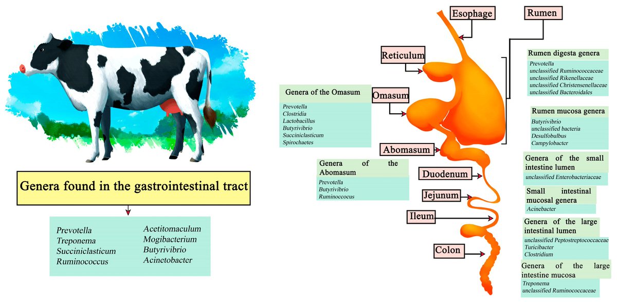 #Did_you_know 
Cattle have a complex microbiome that affects their health and well-being. Any changes to this microbiome should be approached with caution to avoid unintended consequences.