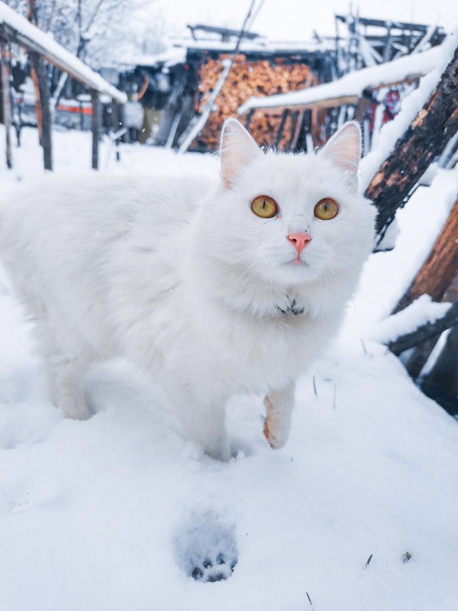 Lovely Saturday dear friends…🌹❄️☕️🐈☃️❄️❣️🤍❣️

#GoodMorningXFriends 🌹 #CoffeeTime ☕️ #CatsLover 🐈 #HappyWeekend ☃️ #BeKindAlways ❣️ #PeaceAndLove 🕊️