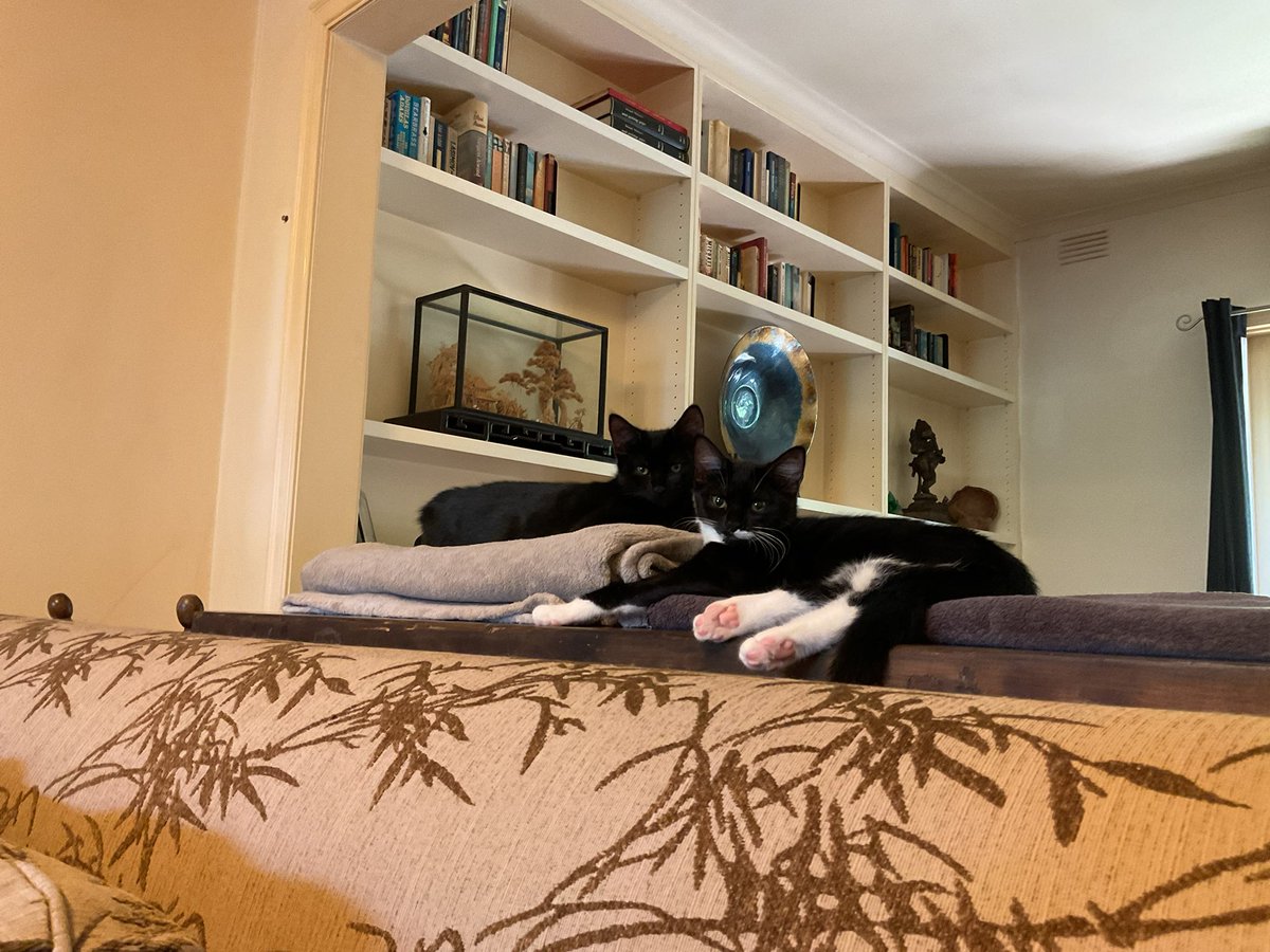 Tabby Cat tweet media