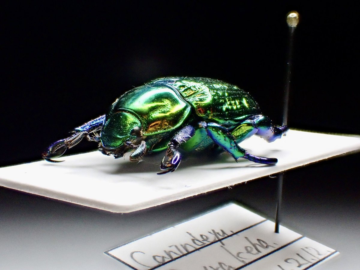 Pelidnota sumptuosa レッドフォーム。 南米の美麗コガネムシと言えば