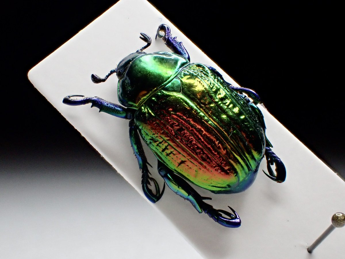 Pelidnota sumptuosa レッドフォーム。 南米の美麗コガネムシと言えば