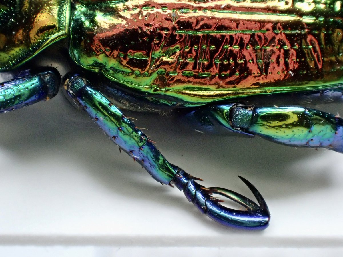 Pelidnota sumptuosa レッドフォーム。 南米の美麗コガネムシと言えば