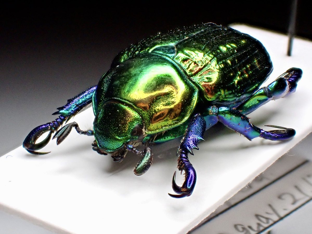 Pelidnota sumptuosa レッドフォーム。 南米の美麗コガネムシと言えば