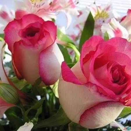 استودعُ الله الذي لا تضيع ودائعه ديني ونفسي وأمانتي وخواتيم عملي وأبنائي وأهلي وأحبتي وبيتي ومالي وجميع ما أنعم الله به عليّ  اللهم جملني بقلب رحيم وعقل حكيم ونفس صبورة اللهم اجعل بسمتي عاده وحديثي عباده وحياتي سعادة وخاتمتي شهادة صباحكم دعوة مستجابة
 بإذن بالله 💚🙏