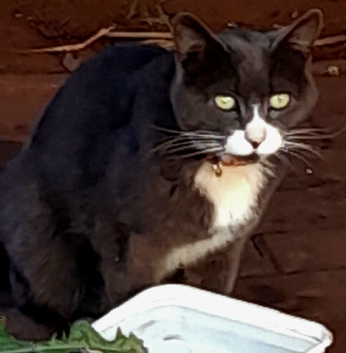 PatFurstenberg's tweet photo. β π β₯ Happy #Caturday everyone!
It took me a whole year to get This close to This green-eyed Kitty.
And this morning she even said "meaw" πΆ
#SmallMiracles #perseverance #catlovers #CatsEyes #CatsOfTwitter https://t.co/JktttA4NPg