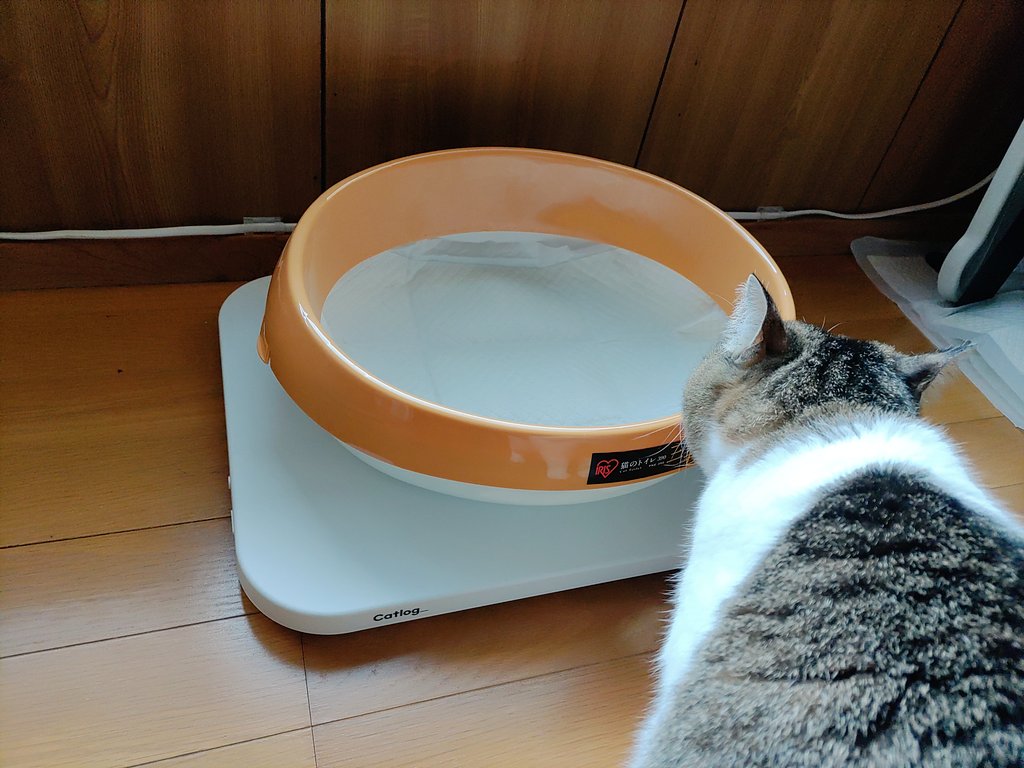 tokoshiro215's tweet photo. #CatlogBoard
うちの気まぐれプリンセスさくらさんのためにキャトログボードを追加で1台買ったのです。モデルチェンジしたボードは…えっ、軽いー!薄いー!指をかける部分が四方にあって持ち上げやすいー!ガタガタしないよう微調整できる足付きー!マジか外見だけでもめっちゃ進化してる…✨ https://t.co/eAV3m9M93T