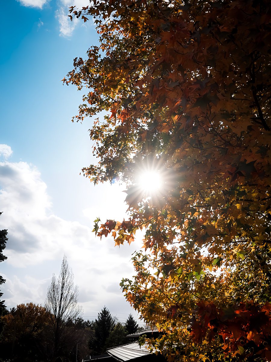 気がついたら一ヶ月もXしてなかったですね🫣
秋の終わりをお写ん歩してきました🤗