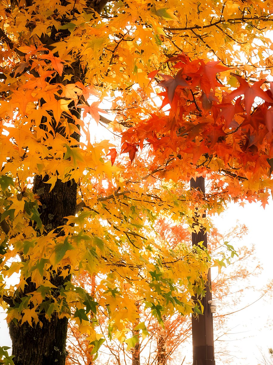 お写ん歩✧p📷qω•,,)