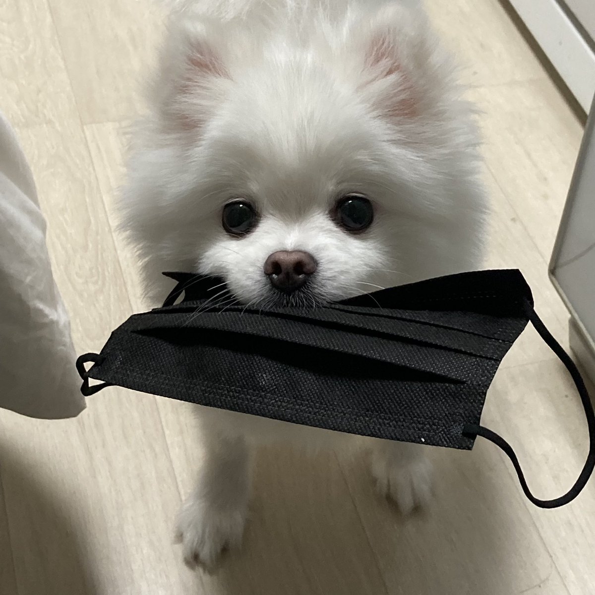 탐라에 나갈 때 마스크 챙겨주는 가나디 섞어드립니다