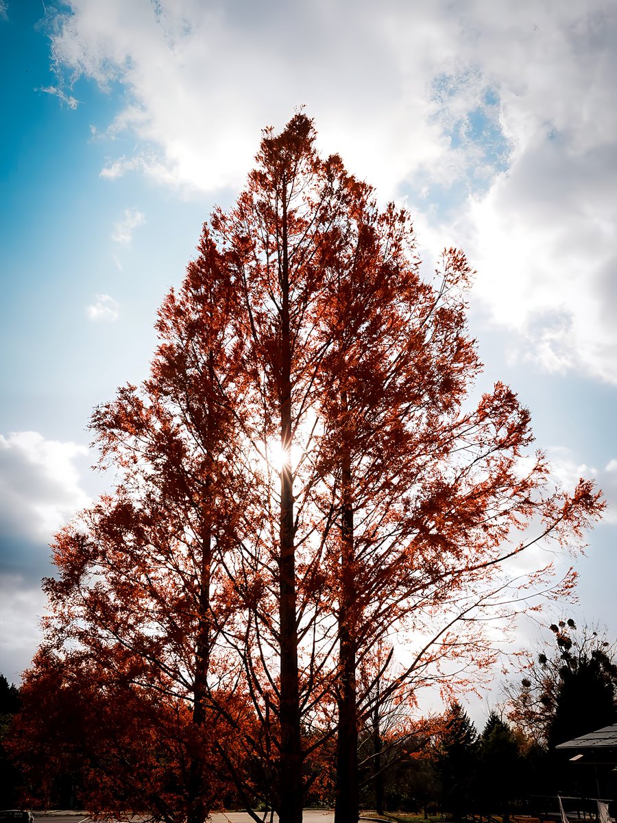 お写ん歩と日向ぼっこ9時に(ｰωｰ´)