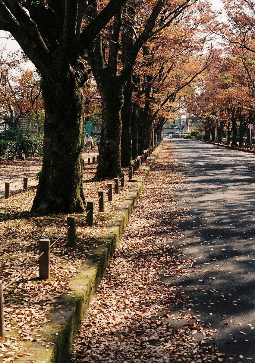 norikazu_inoue's tweet photo. 京都府立植物園。
#kyoto
#kitayama
#フィルム写真
#ミノルタxe
#mcrokkorpf55mmf17
#フジカラー100 https://t.co/Lu4vE4zosp