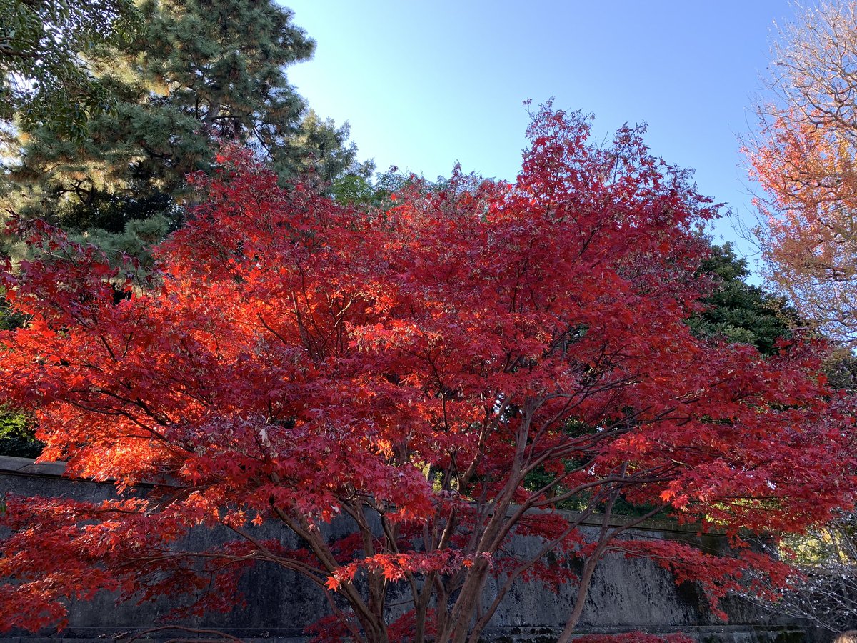 wanganusamin's tweet photo. 秋季皇居乾通り一般公開に行って来た。紅葉が綺麗でした。 https://t.co/yab4ynstna