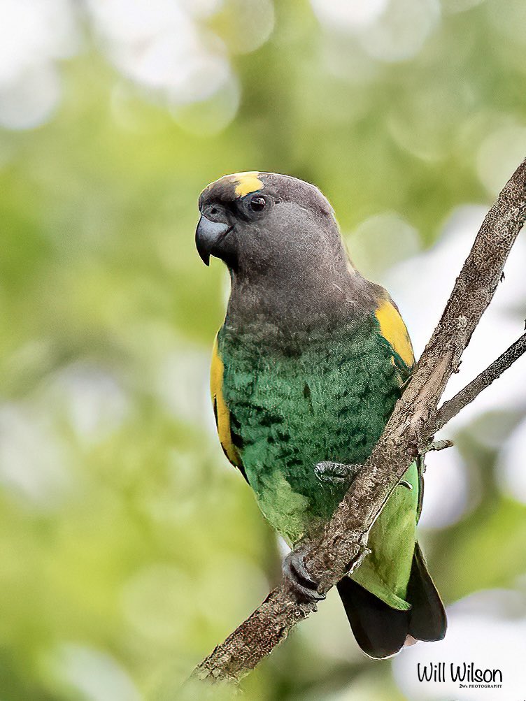 Being watched by a Meyer’s Parrot!

📍Nyandungu, in #Kigali #Rwanda #RwOX #birdphotography #VisitRwanda